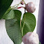 Cinnamon Vine - Dioscorea oppositifolia 
