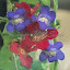 Asarina Scandens Mix - Twining Snapdragon