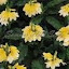 Crossandra Yellow Splash