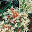Ornamental Pepper Shu Variegated