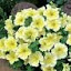 Petunia Limoncello