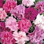 Petunia Bonanza Double Hybrid Mix