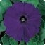 Petunia Madness Dark Orchid