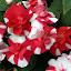 Impatiens Tutu