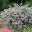 Bacopa Blutopia Blue