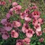 Diascia Rose Queen