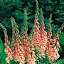 Foxglove Apricot Beauty