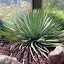 Yucca