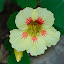 Nasturtium Vanilla Berry