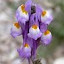 Baby Snapdragon / Toadflax Rainbow
