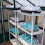 Plantaholic's Winter Sown 2009 garden