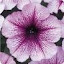 Petunia Madness Orchid