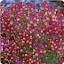 Baby Snapdragon / Toadflax Enchantment