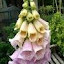 Foxglove Yellow / Pink