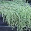 Wooly Thyme