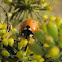 Seven-Spotted Ladybug
