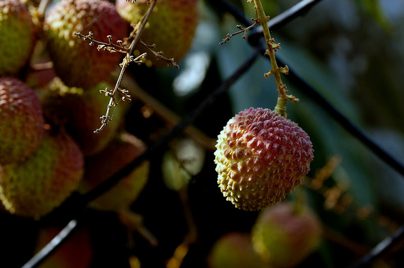 http://lh3.ggpht.com/_IahScXcShV0/S_PPEVrij9I/AAAAAAAABh8/FPhWVI8cjZQ/s800/DSD_3272.jpg