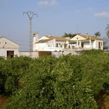 arboles-grandes6.JPG