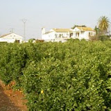 arboles-grandes7.JPG