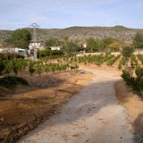 arboles-pequenos6.JPG