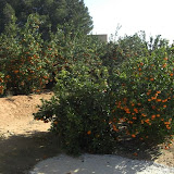 cimg0005.jpg