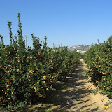 cimg0009.jpg
