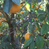 cimg0011.jpg