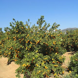 cimg0030.jpg