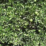 naranjas7.jpg