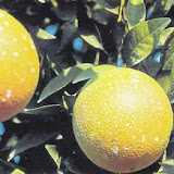 naranjas13.jpg