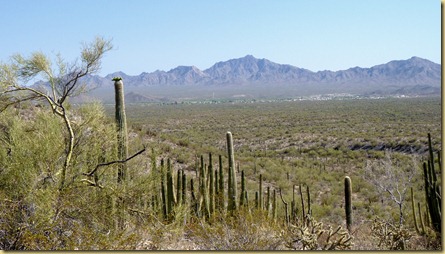 2011-04-21 -3- AZ, Organ Pipe Cactus National Monument (53)