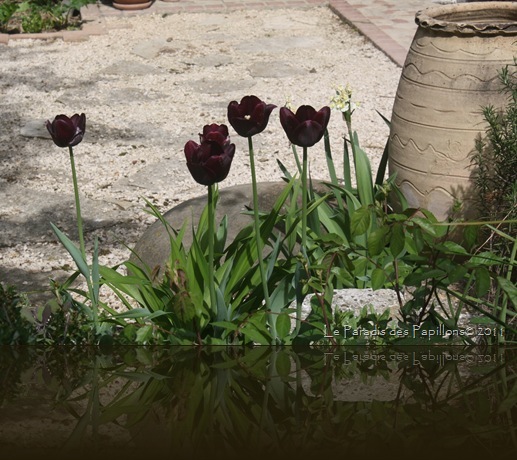 IMG_4250 IMG_4250