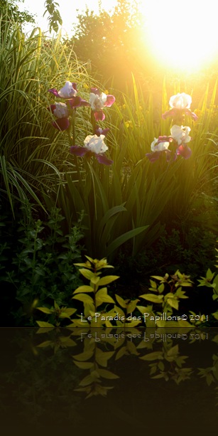 IMG_4495 IMG_4495