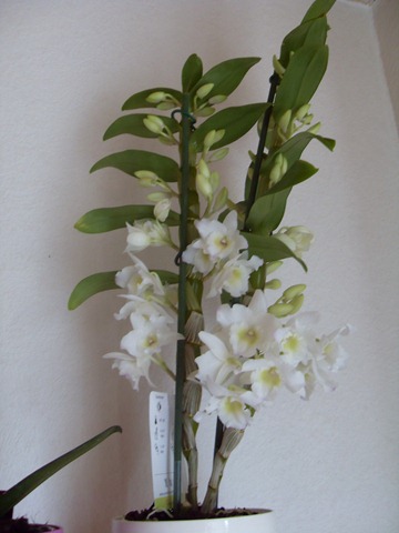 [2011_04 Orchidee Dendrobium (1)[3].jpg]