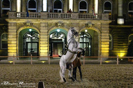 [horseshow_20100805_G9_1[2].jpg]