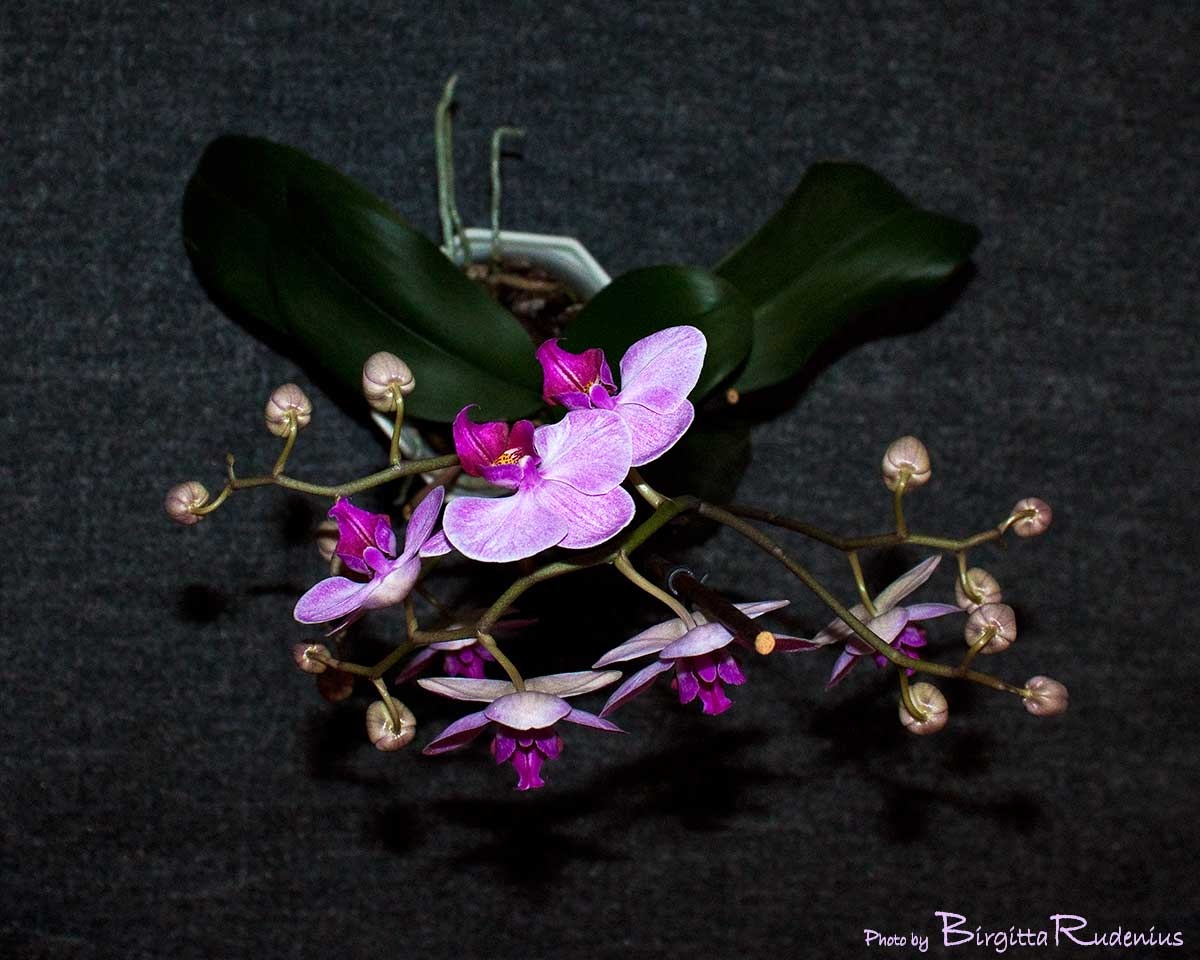 [blom_20110118_orkide2[2].jpg]