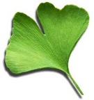 Ginkgo hoja