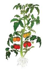 [Tomate planta[4].jpg]