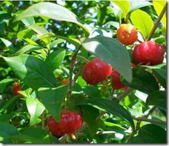 Pitanga Hojas y frutos Pitanga Hojas y frutos