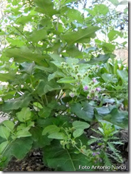 Bardana planta Bardana planta