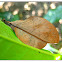 Lappet moths