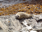 Baby seal on the rocks of Inishturk