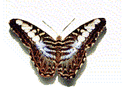 mariposas (9)