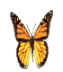 mariposas (2)
