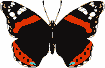 mariposas (26)