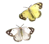 mariposas_zonadegif (10)