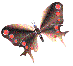 mariposas_zonadegif (2)