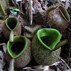 mo monkey's pot