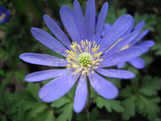 Anemone%20blanda%202.jpg