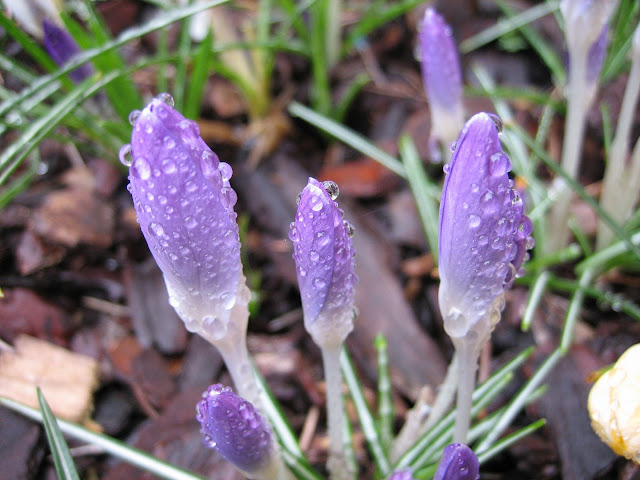 Crocus.jpg